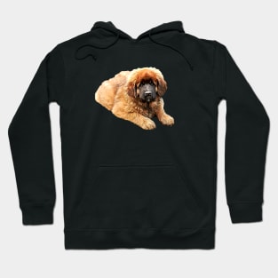 Leonberger Fluffy Puppy Dog Hoodie